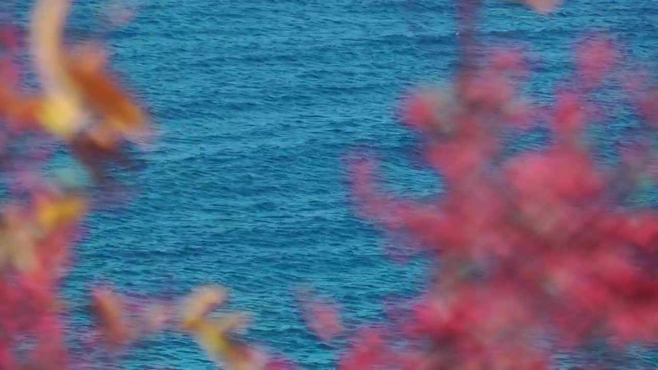 Free Video Stock the sea seen from afar between plants Live Wallpaper - Free Download