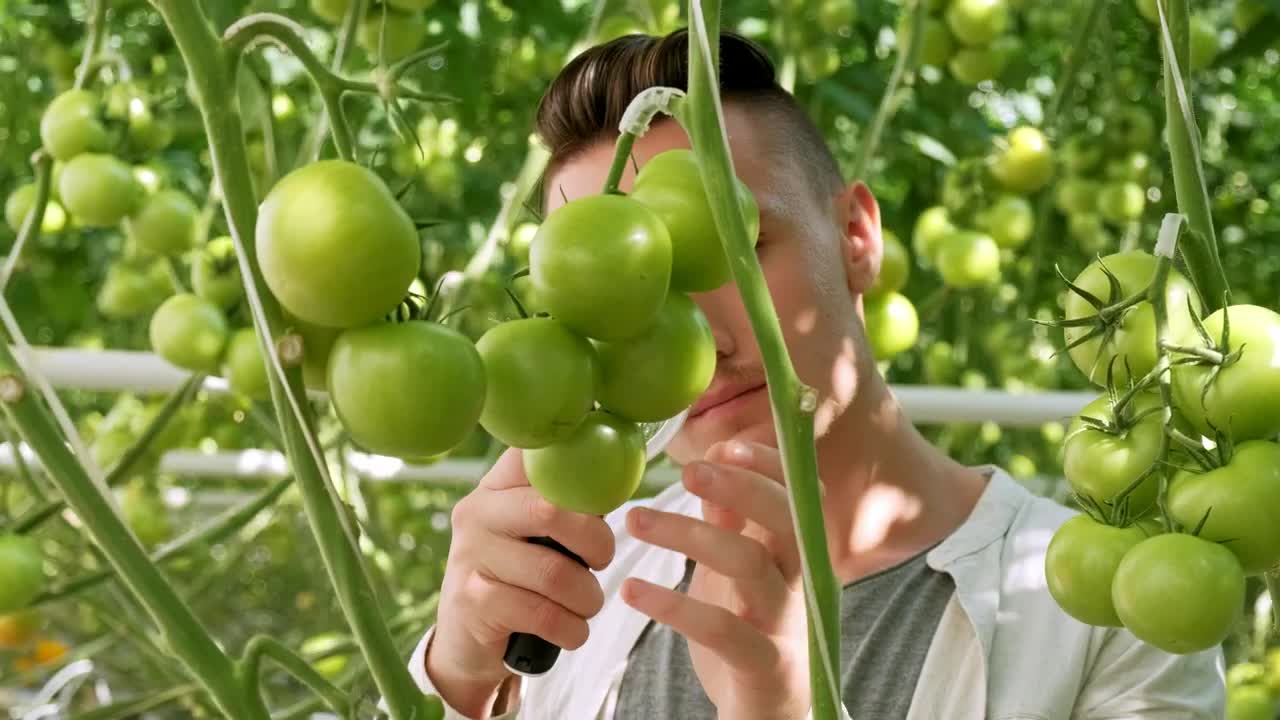 Stock Video Farmer Checking Vegetables Quality In A Greenhouse Live Wallpaper For PC - Free Download