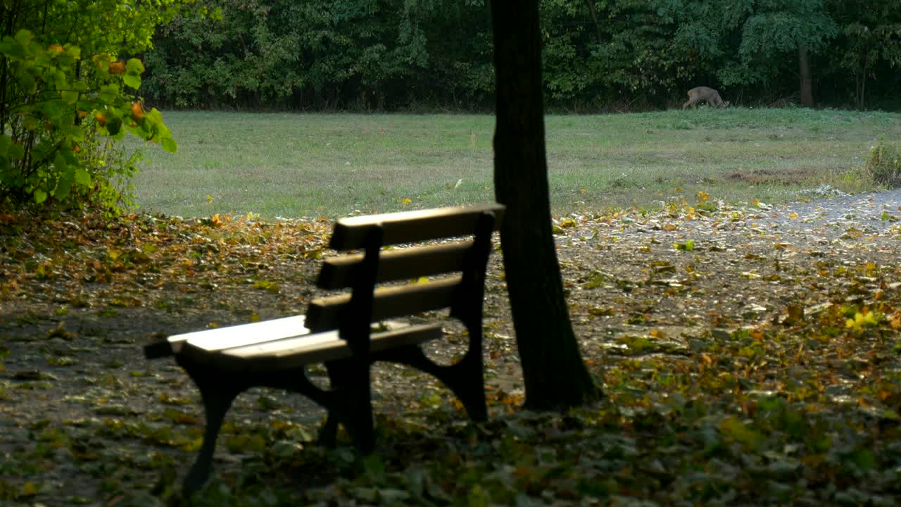 Stock Video Forest With A Bench And A Deer In The Distance Live Wallpaper For PC - Free Download