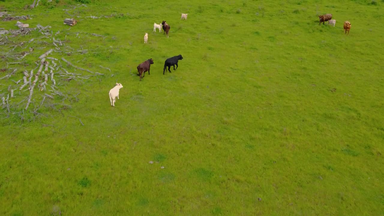 Video Stock Calves Feeding In A Meadow With Grass Live Wallpaper For PC - Free Download