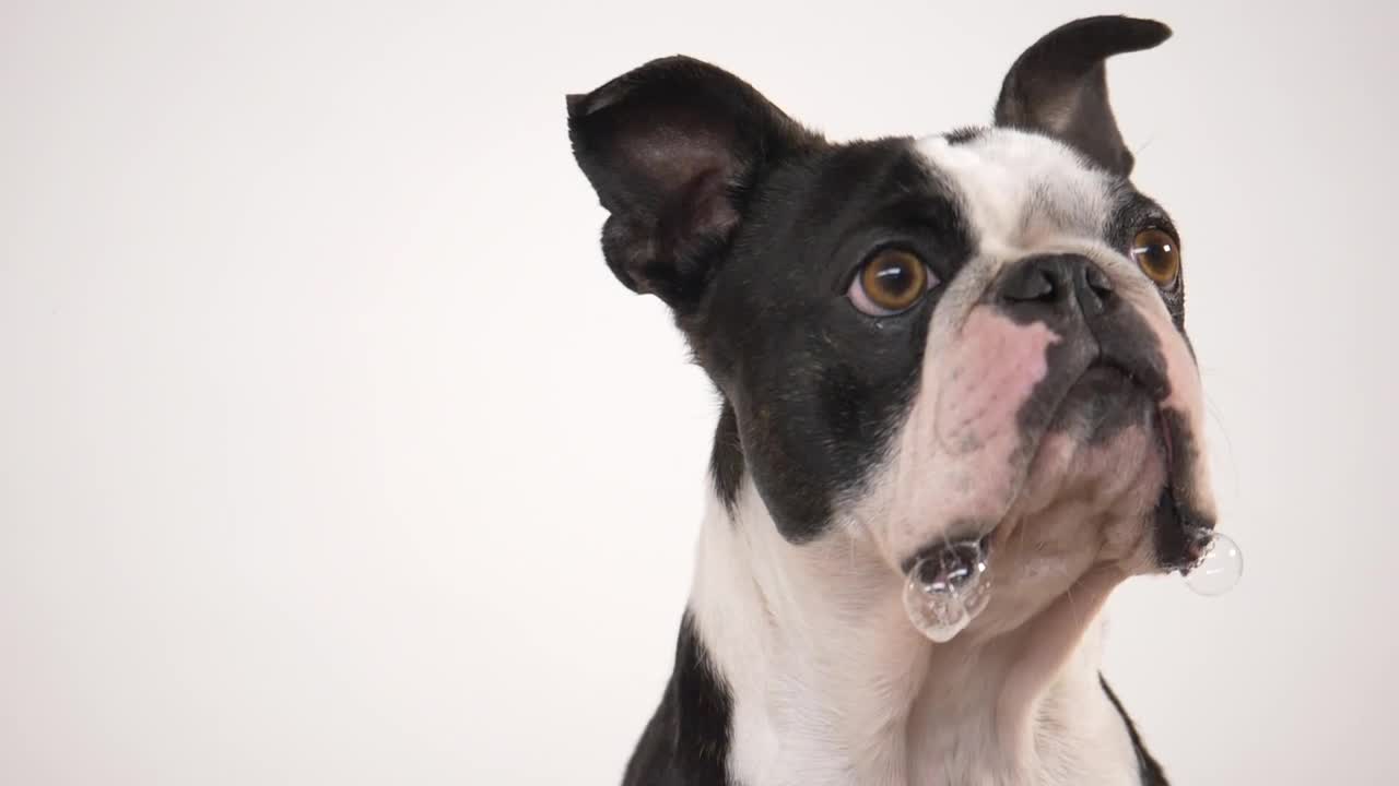 Stock Video French Bulldog Eating A Treat In Slow Motion Live Wallpaper For PC - Free Download