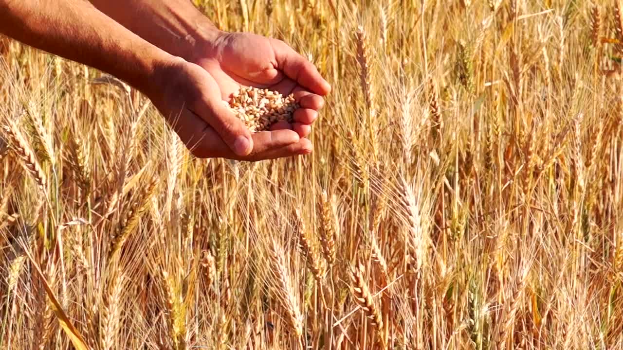 Stock Video Hands Checking The Wheat Crops Live Wallpaper For PC - Free Download