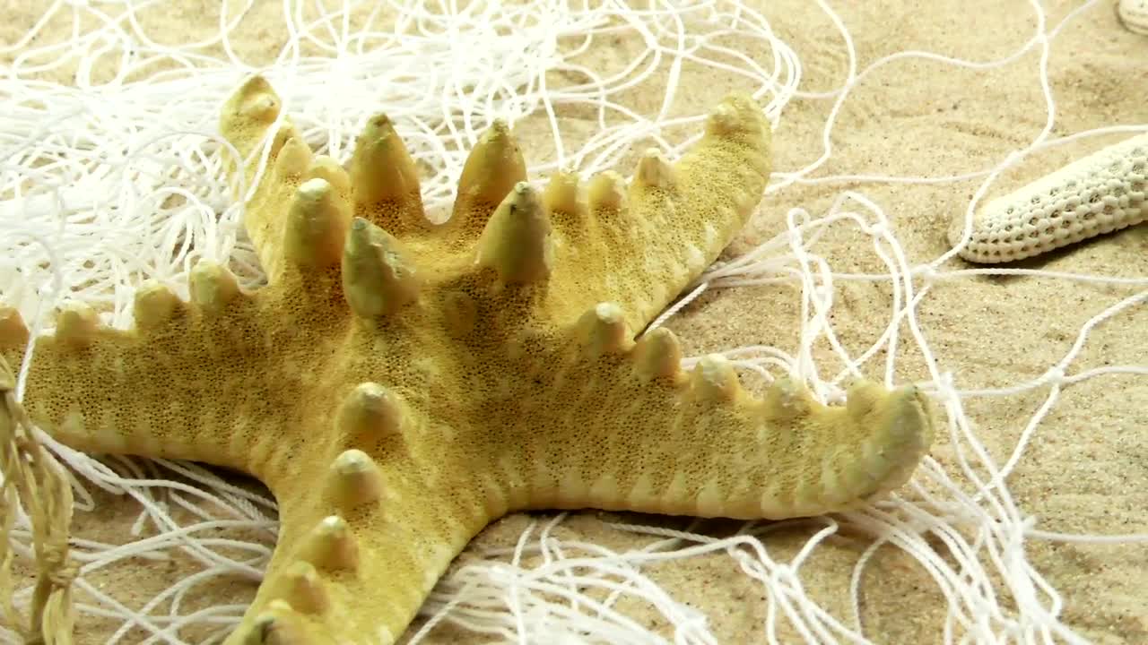 Stock Video Fished Starfish On The Sand Live Wallpaper For PC - Free Download