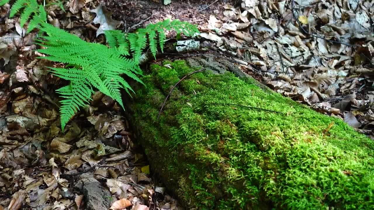 Stock Video Moss Growing On A Fallen Tre Animated Wallpaper - Free Download