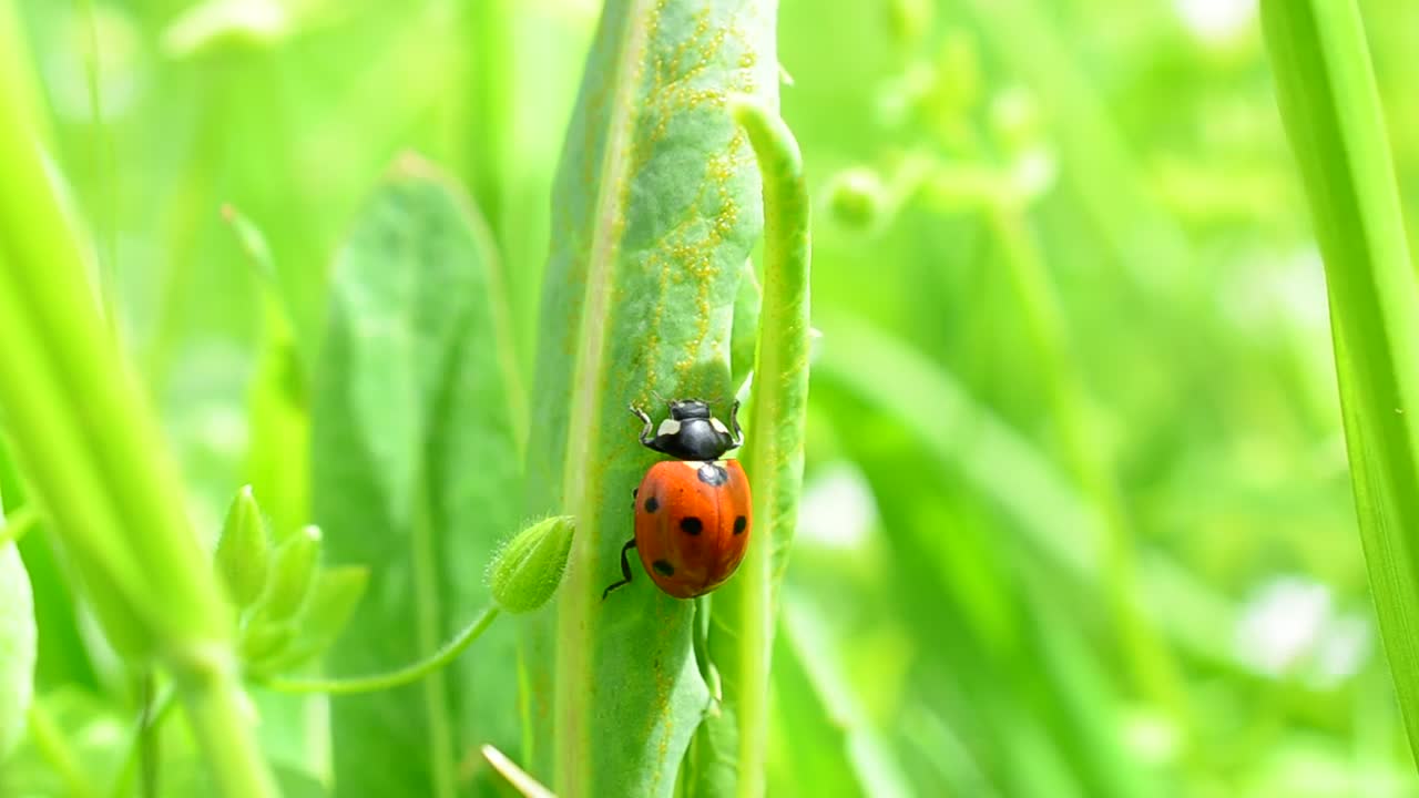 Stock Video Green Boils While A Ladybug Crawls Up Them Live Wallpaper For PC - Free Download