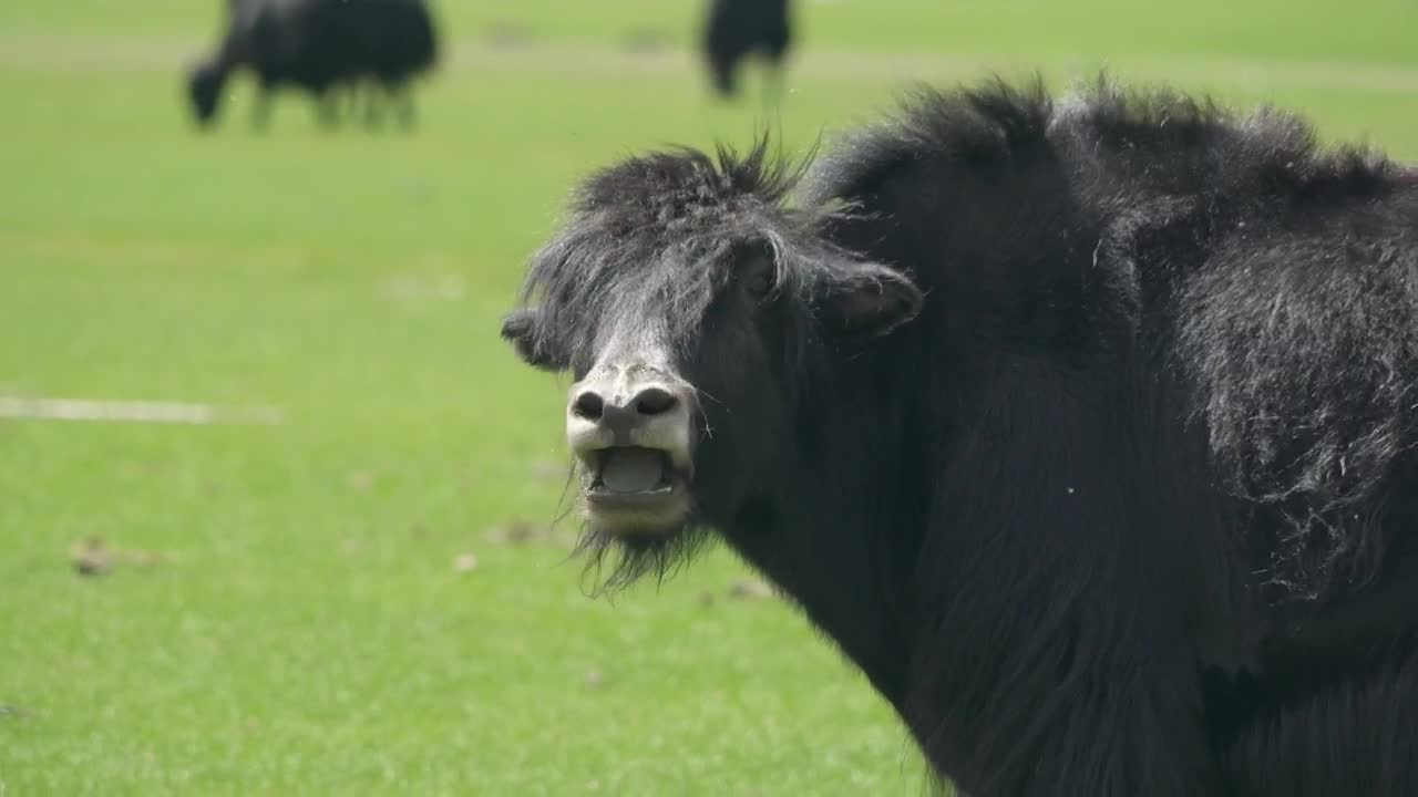 Video Stock Cattle Eating In A Green Valley Live Wallpaper For PC - Free Download