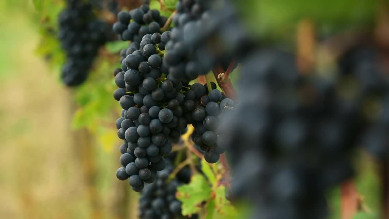 Stock Video Grapes Clusters At The Vineyard Live Wallpaper For PC - Free Download