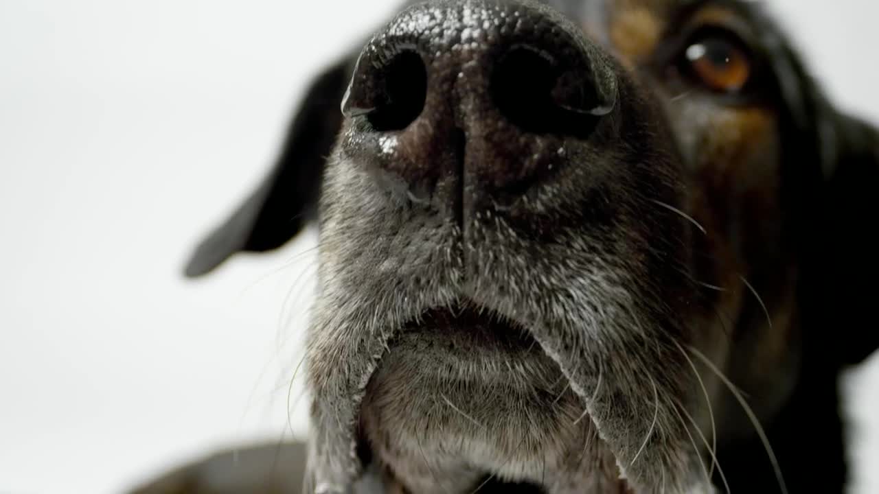 Stock Video Dog Nose Close Up Live Wallpaper For PC - Free Download