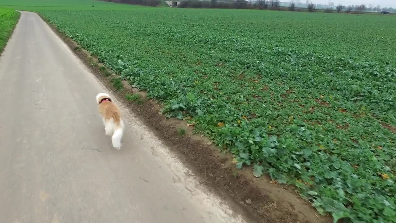 Stock Video Dog Walking By An Agriculture Green Field Live Wallpaper For PC - Free Download