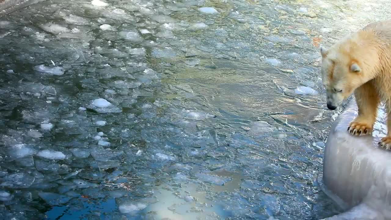 Video Stock Polar Bear Playing In The Ice Pool At The Zoo Live Wallpaper Free - Free Download
