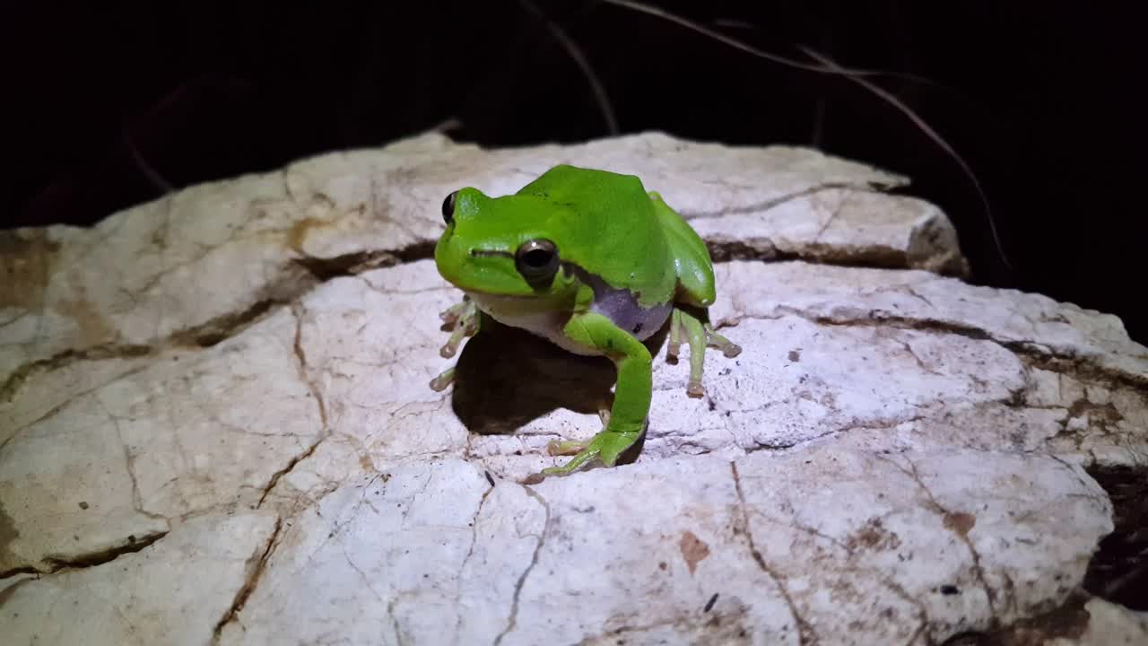 Stock Video Green Frog Standing On A Rock Live Wallpaper For PC - Free Download