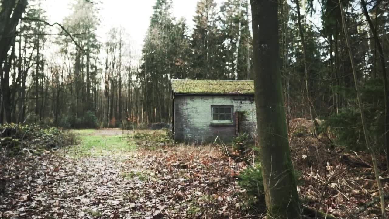 Stock Video Old Shed In A Forest On Fall Live Wallpaper - Free Download
