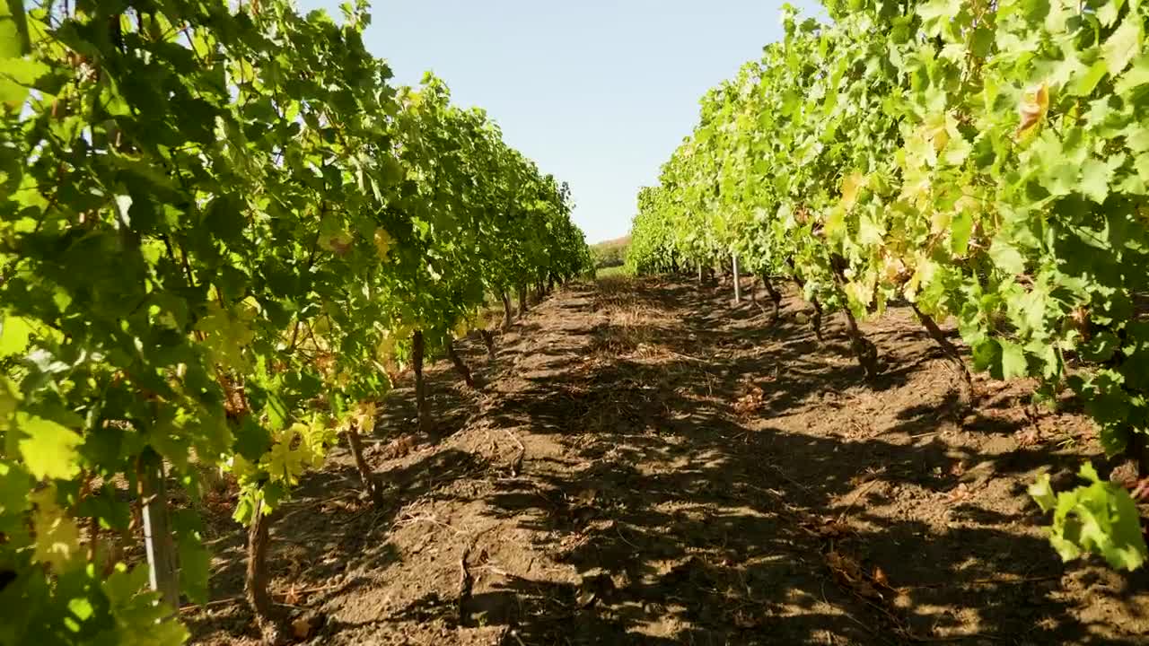 Free Video Stock Slowly Moving Through A Vineyard Live Wallpaper - Free Download