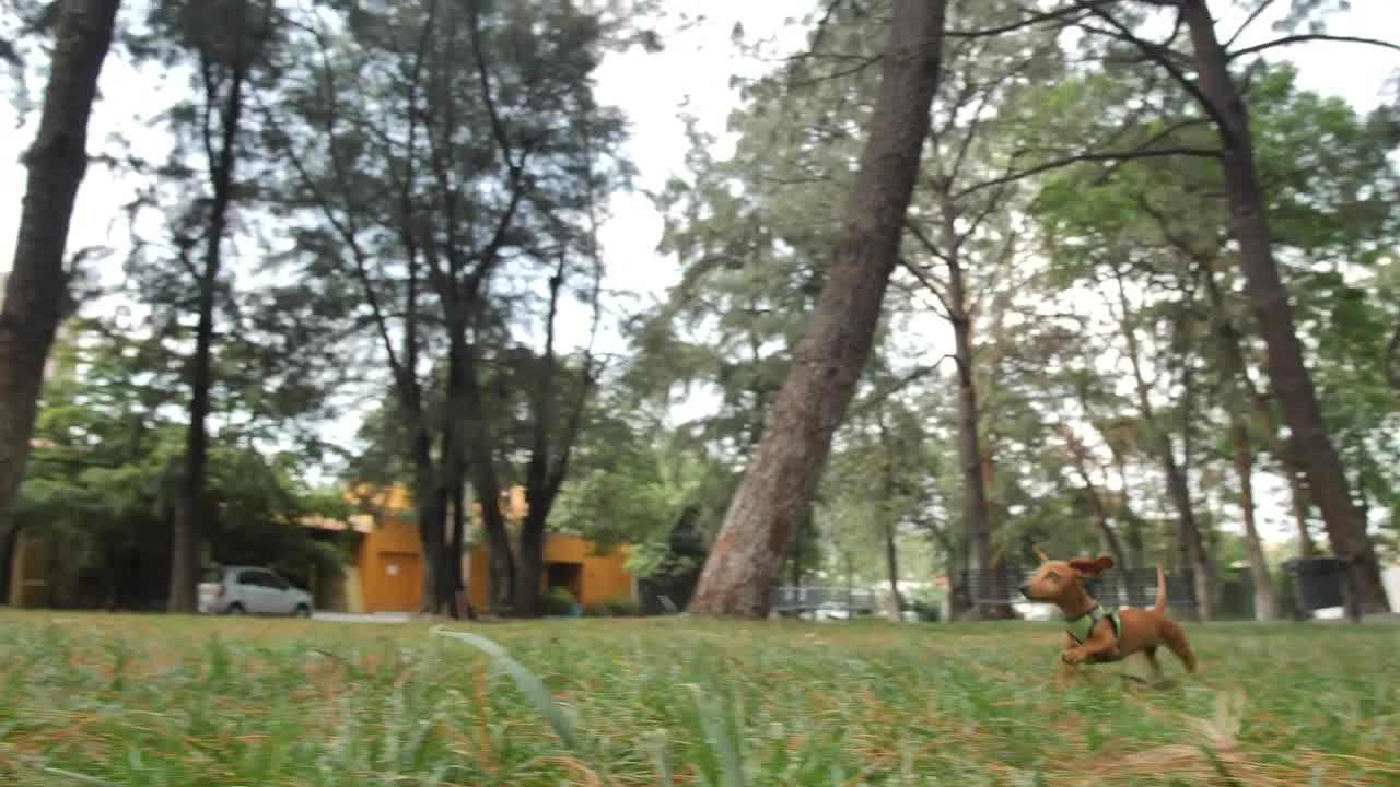 Stock Video Dachshund Dog Running Through A Park To Reach Its Owner Live Wallpaper For PC - Free Download