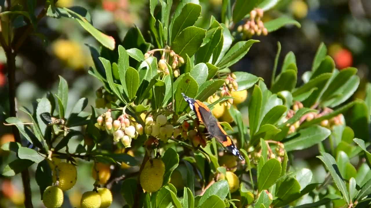 Video Stock Butterfly Sitting On Wildflowers Live Wallpaper For PC - Free Download