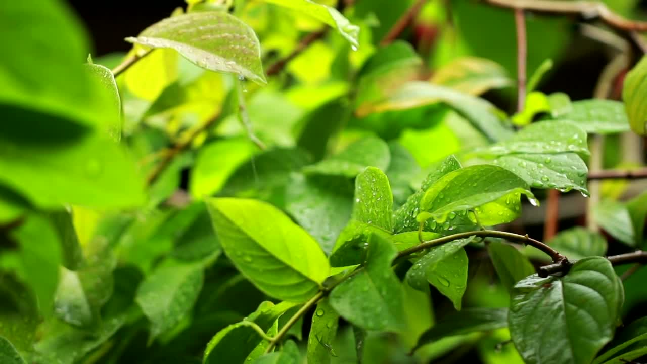Video Stock Rain Falling Across Healthy Plants Live Wallpaper Free - Free Download