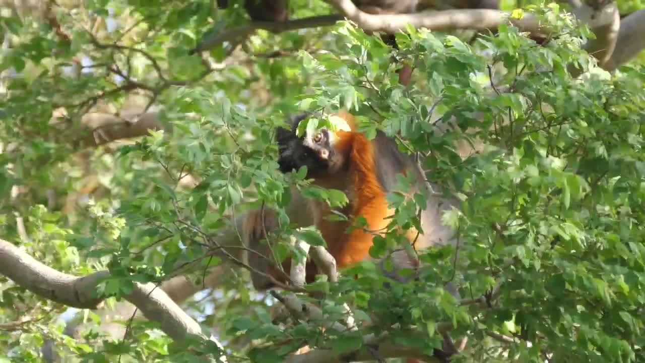 Stock Video Monkey Climbing Tree Branche Animated Wallpaper - Free Download