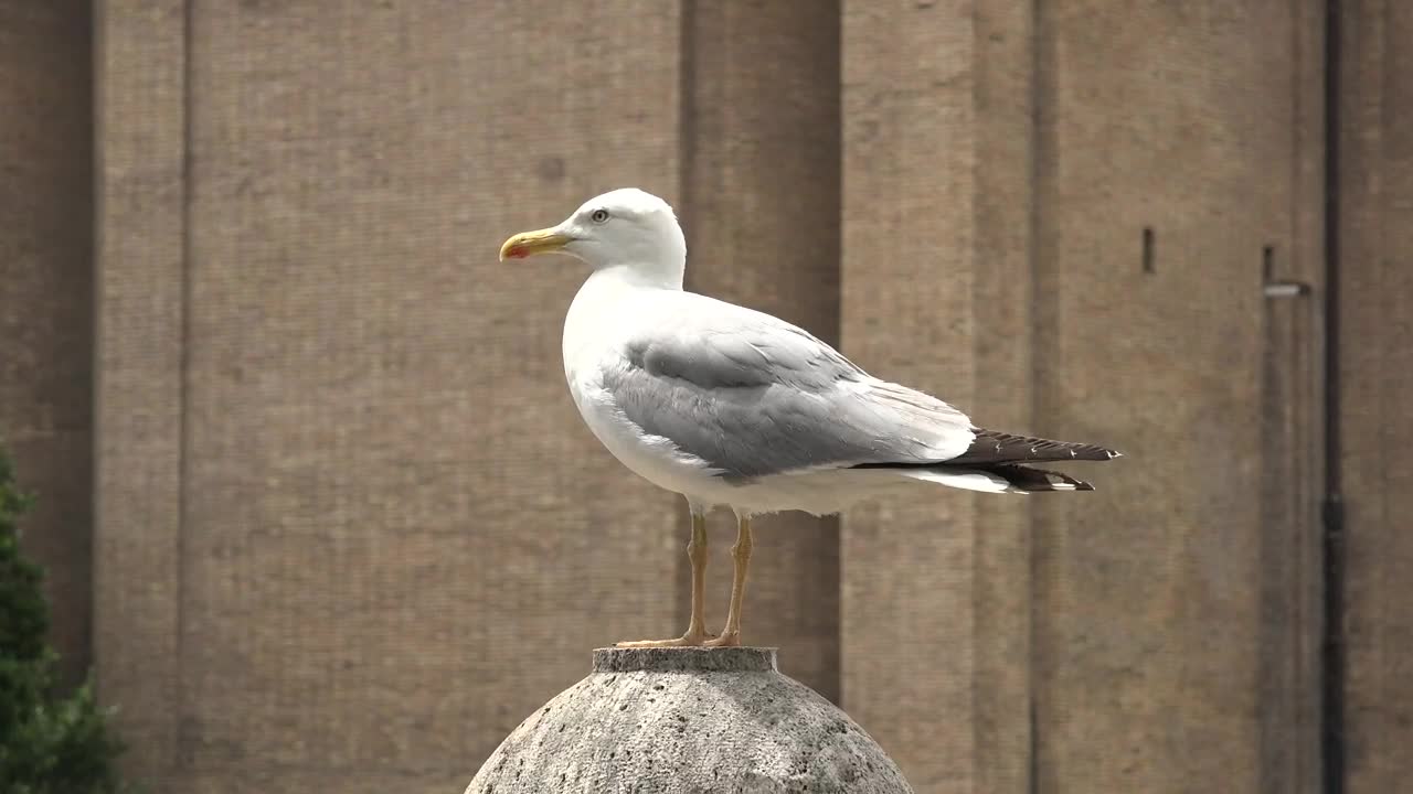 Free Stock Video Seagull Standing On A Concrete Ball Live Wallpaper - Free Download