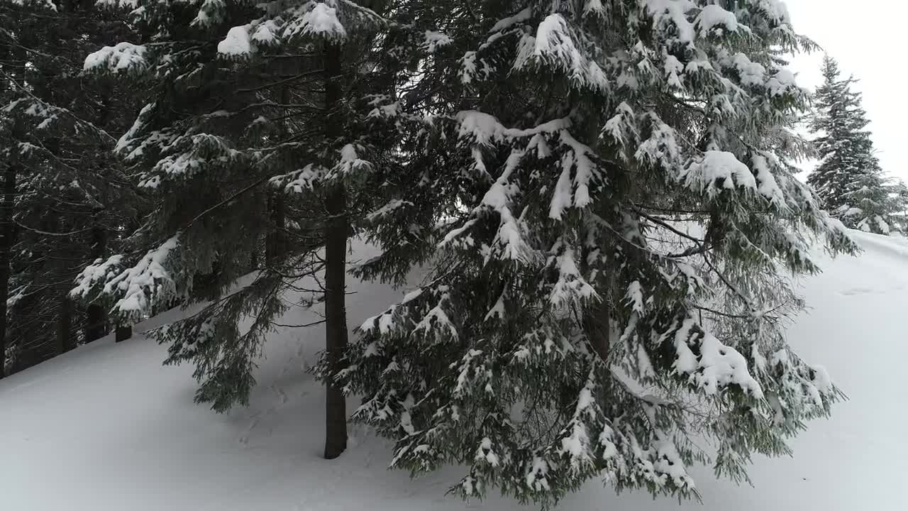 Free Video Stock Snowy Pine Forest Seen From The Bottom To Top Live Wallpaper - Free Download