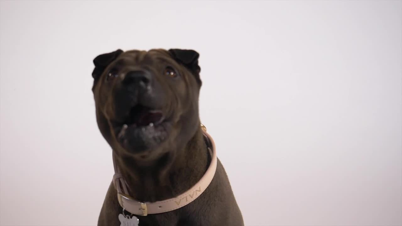 Stock Video Dog With Its Tongue Out Live Wallpaper For PC - Free Download