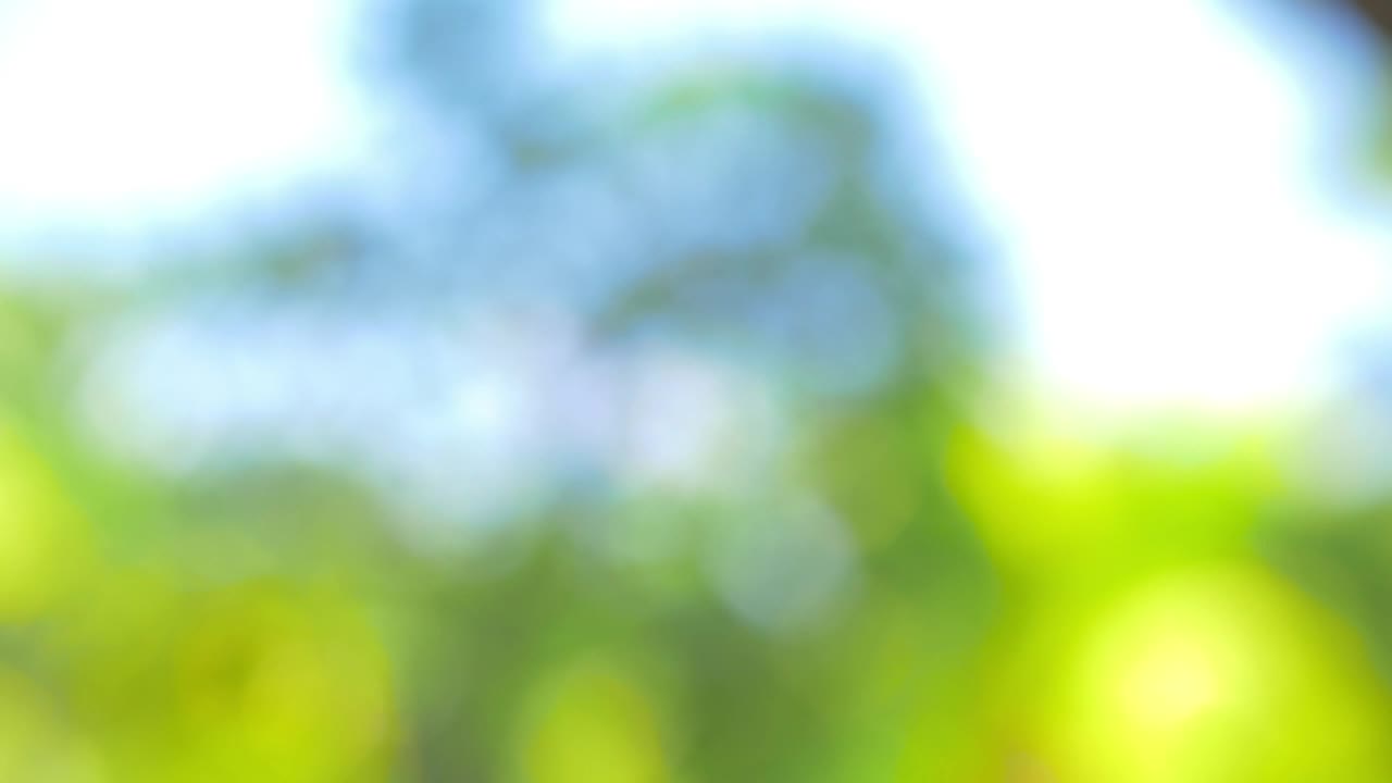 Stock Video Flowers And Towels At A Spa Live Wallpaper For PC - Free Download