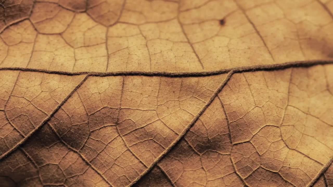 Stock Video Detailed Surface Of A Dry Leaf Live Wallpaper For PC - Free Download