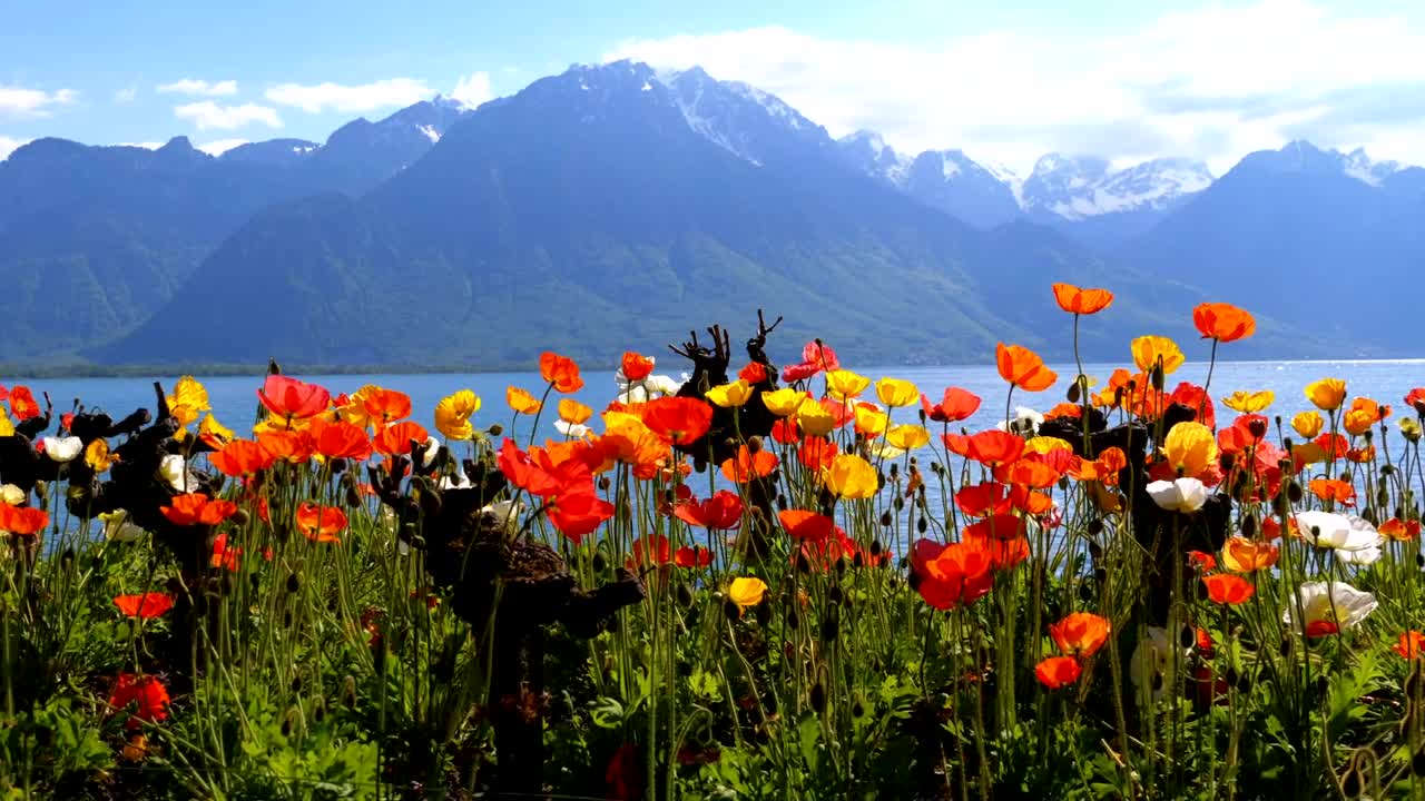 Video Stock Poppy Flowers And Mountains Landscape Live Wallpaper Free - Free Download