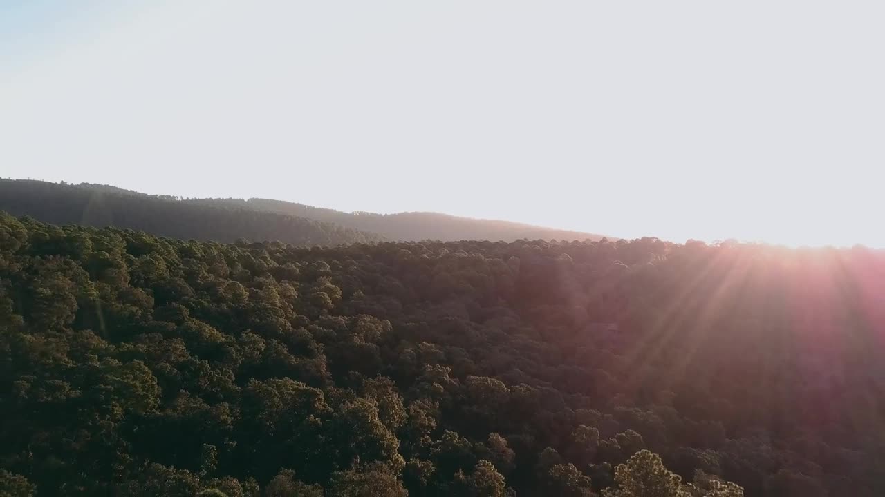 Free Video Stock Sun Rays Over Forest Treetops Live Wallpaper - Free Download