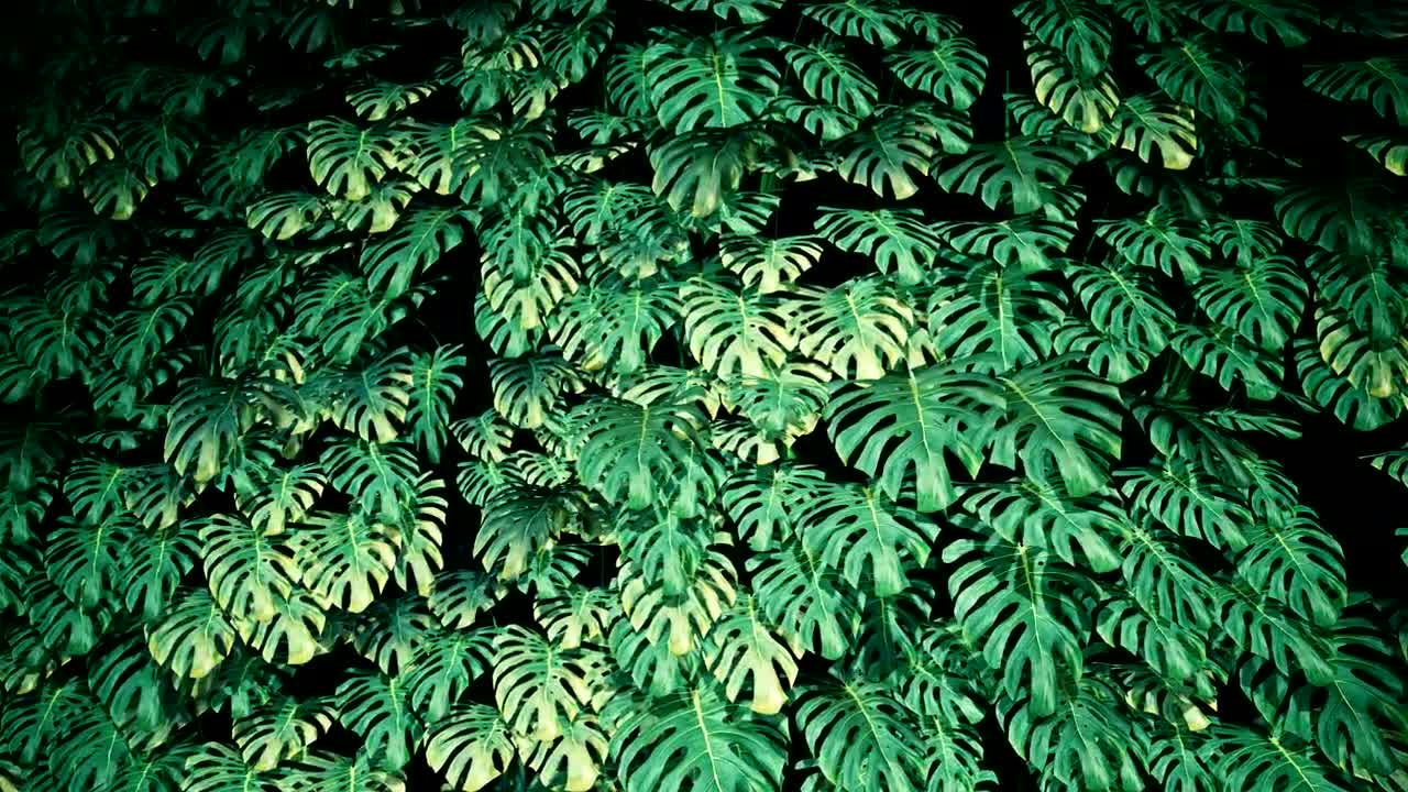Stock Video Green Plants Texture In The Dark Live Wallpaper For PC - Free Download