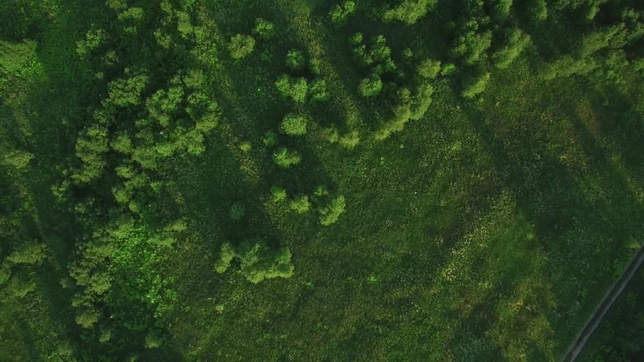 Free Stock Video Scattered Trees In A Forest Live Wallpaper - Free Download
