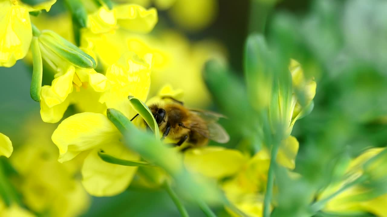 Stock Video Bee Pollinating A Yellow Flower Live Wallpaper For PC - Free Download