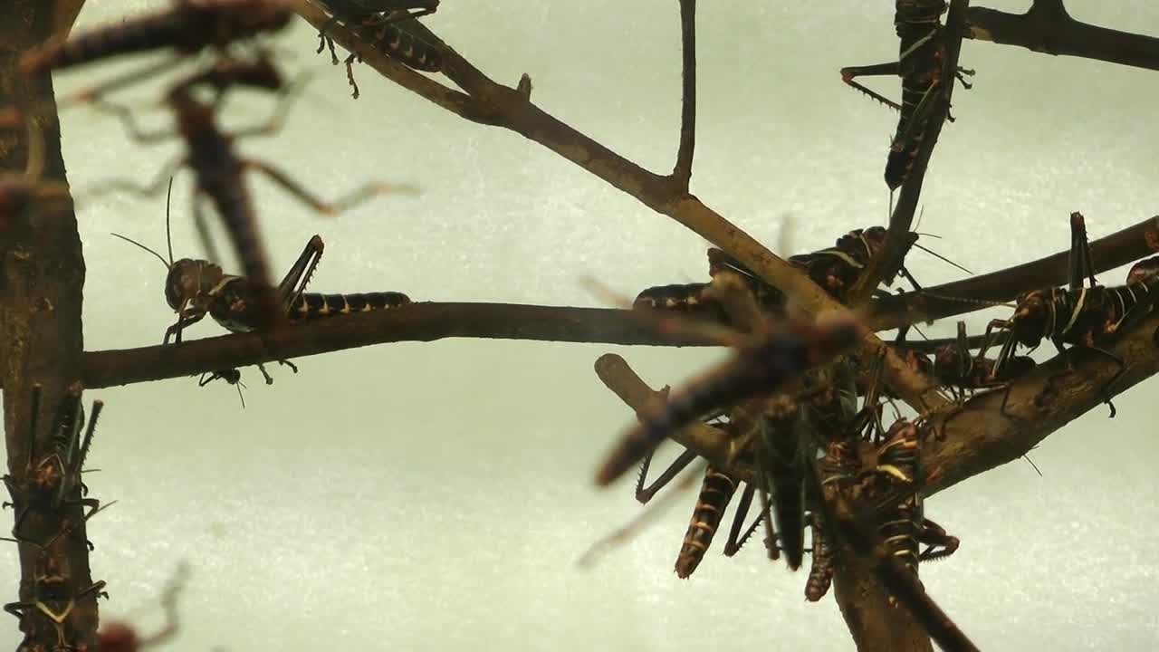Stock Video Locusts Perched On Branches Animated Wallpaper - Free Download