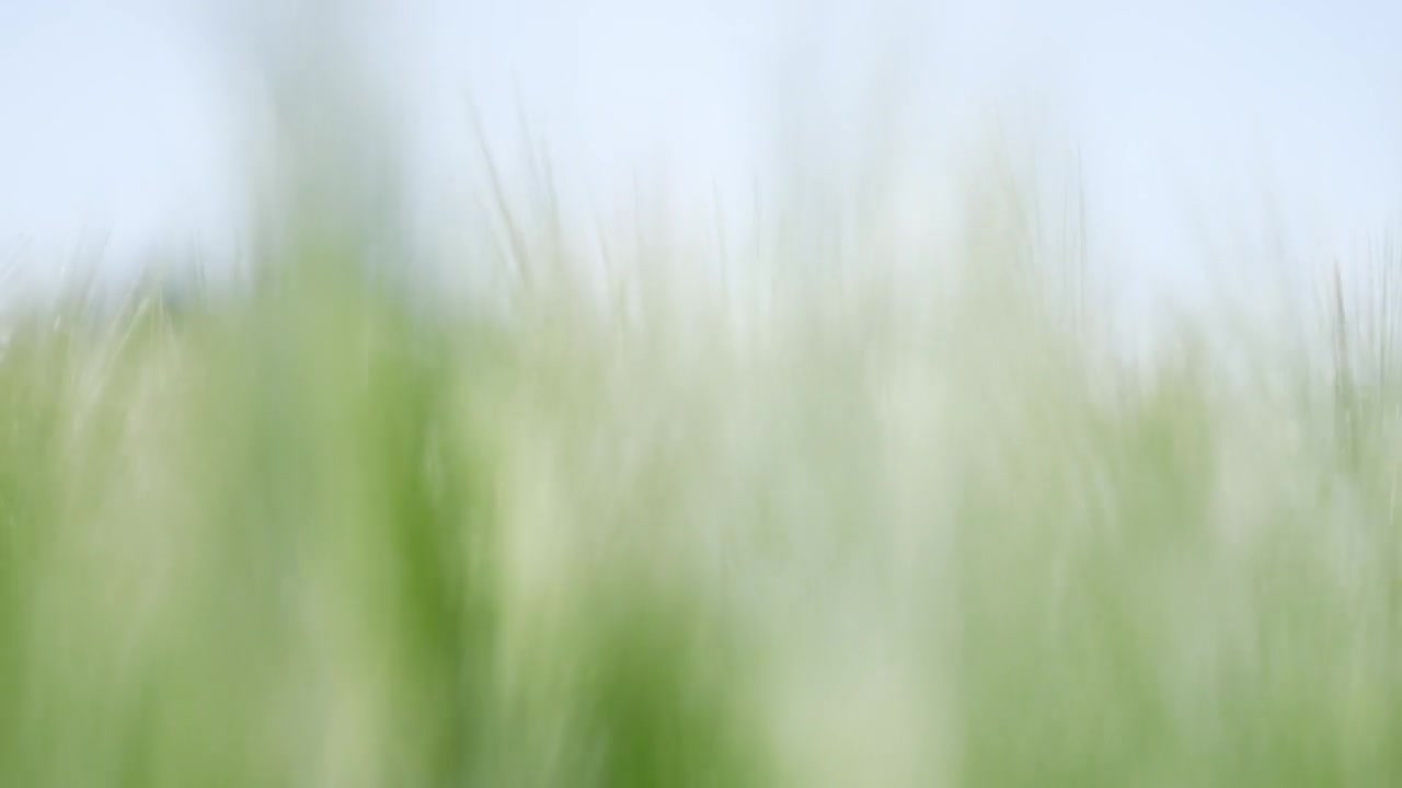Stock Footage Wheat Plants Blowing In The Wind Live Wallpaper - Free Download