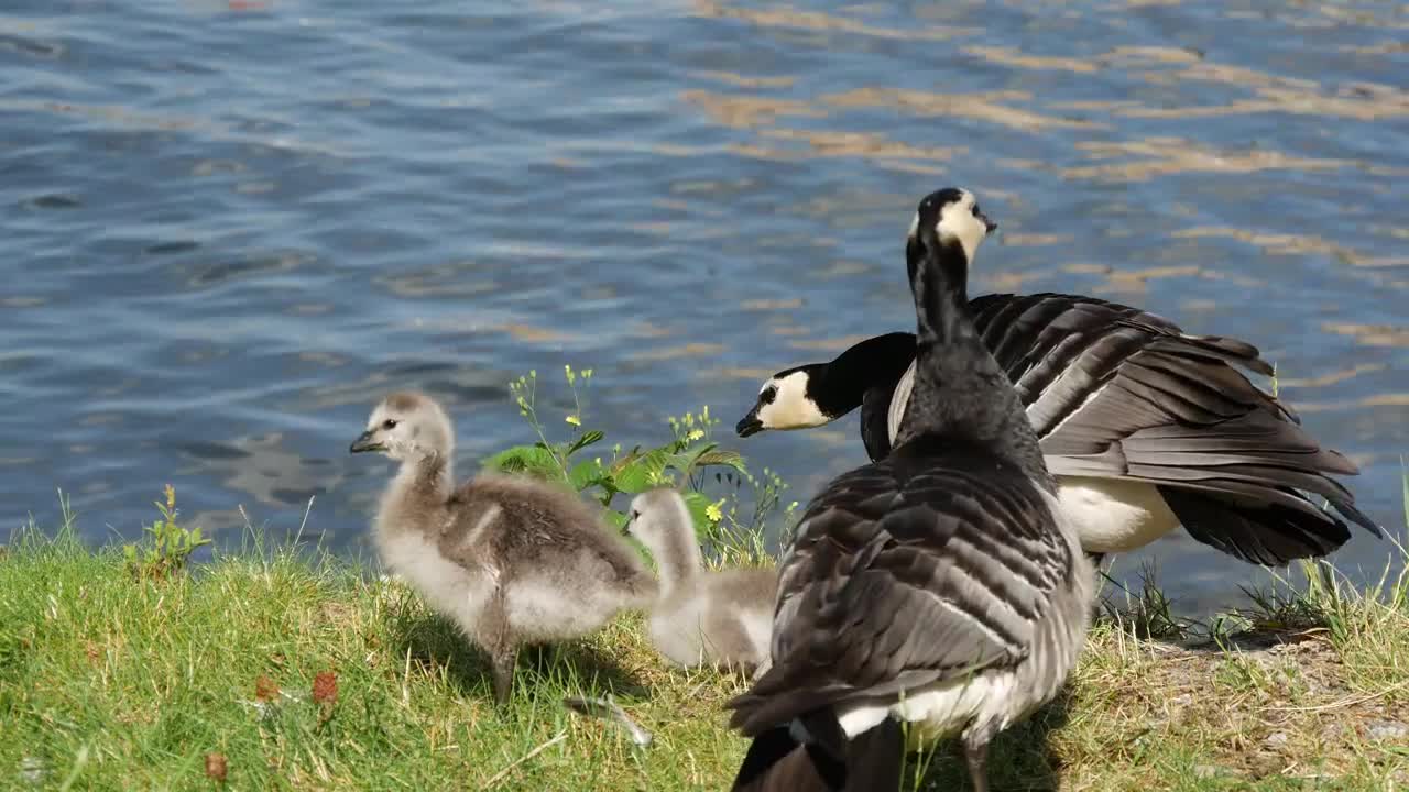 Video Stock Canada Geese Family By The Pond Live Wallpaper For PC - Free Download