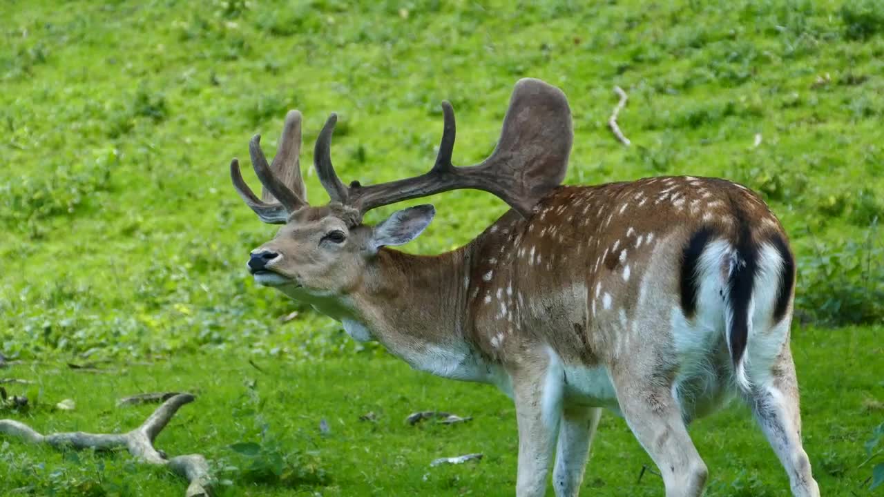 Stock Video Deer Scratch His Back With His Antler Live Wallpaper For PC - Free Download