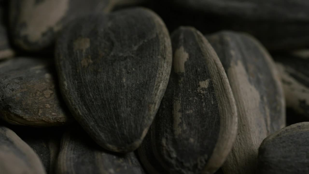 Free Video Stock Sunflower Seeds Close Up Shot Live Wallpaper - Free Download