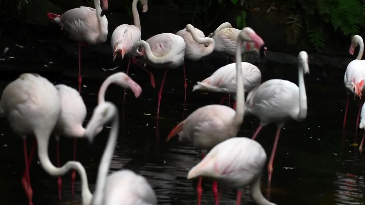 Stock Footage White Flamingos In A Lake Live Wallpaper - Free Download