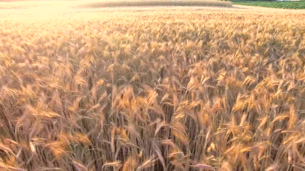 Stock Video Flying Over A Golden Wheat Field Live Wallpaper For PC - Free Download