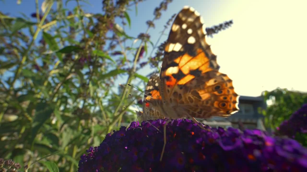 Video Stock Butterfly On A Sunny Day Live Wallpaper For PC - Free Download