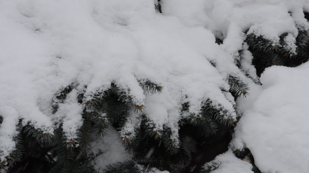 Stock Video Deep Snow Falling Across A Garden Live Wallpaper For PC - Free Download
