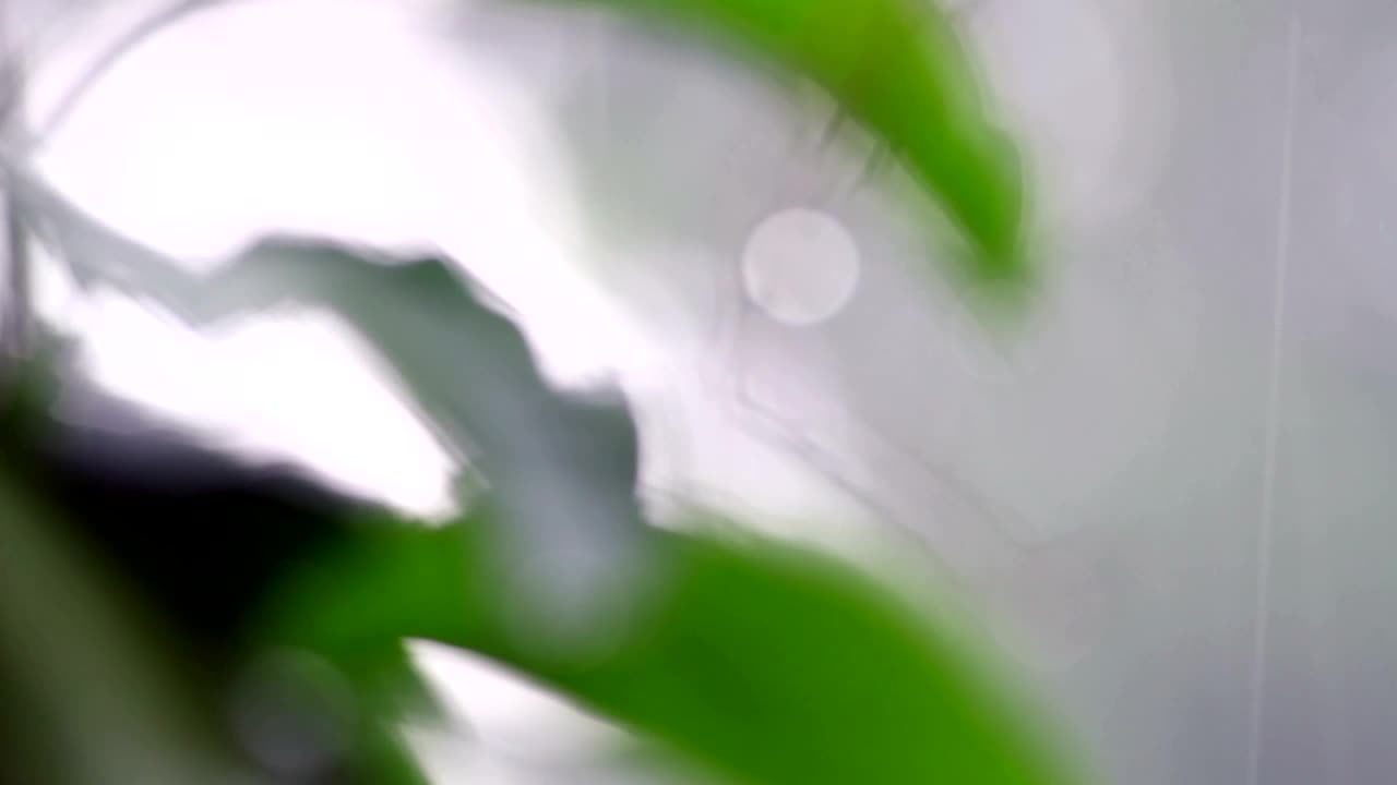 Stock Video Focusing On Drops Of Rain Live Wallpaper For PC - Free Download