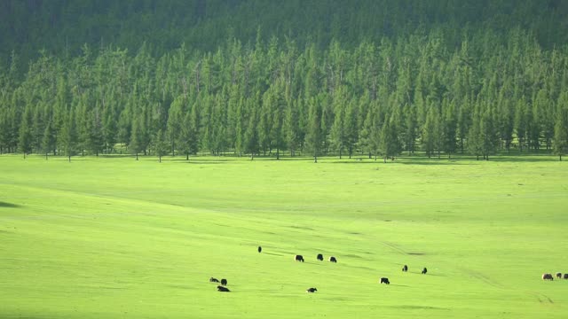 Video Stock Cattle In A Large Green Valley Smal Live Wallpaper For PC - Free Download