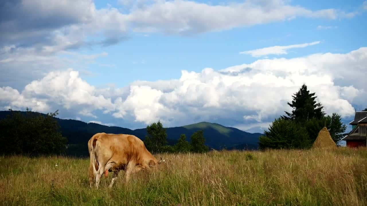 Stock Video Cow Pasture On A Mountain Landscape Live Wallpaper For PC - Free Download