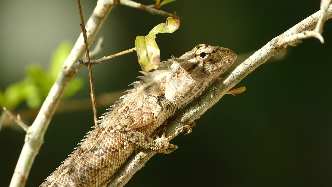 Video Stock Chameleon On A Branch Live Wallpaper For PC - Free Download
