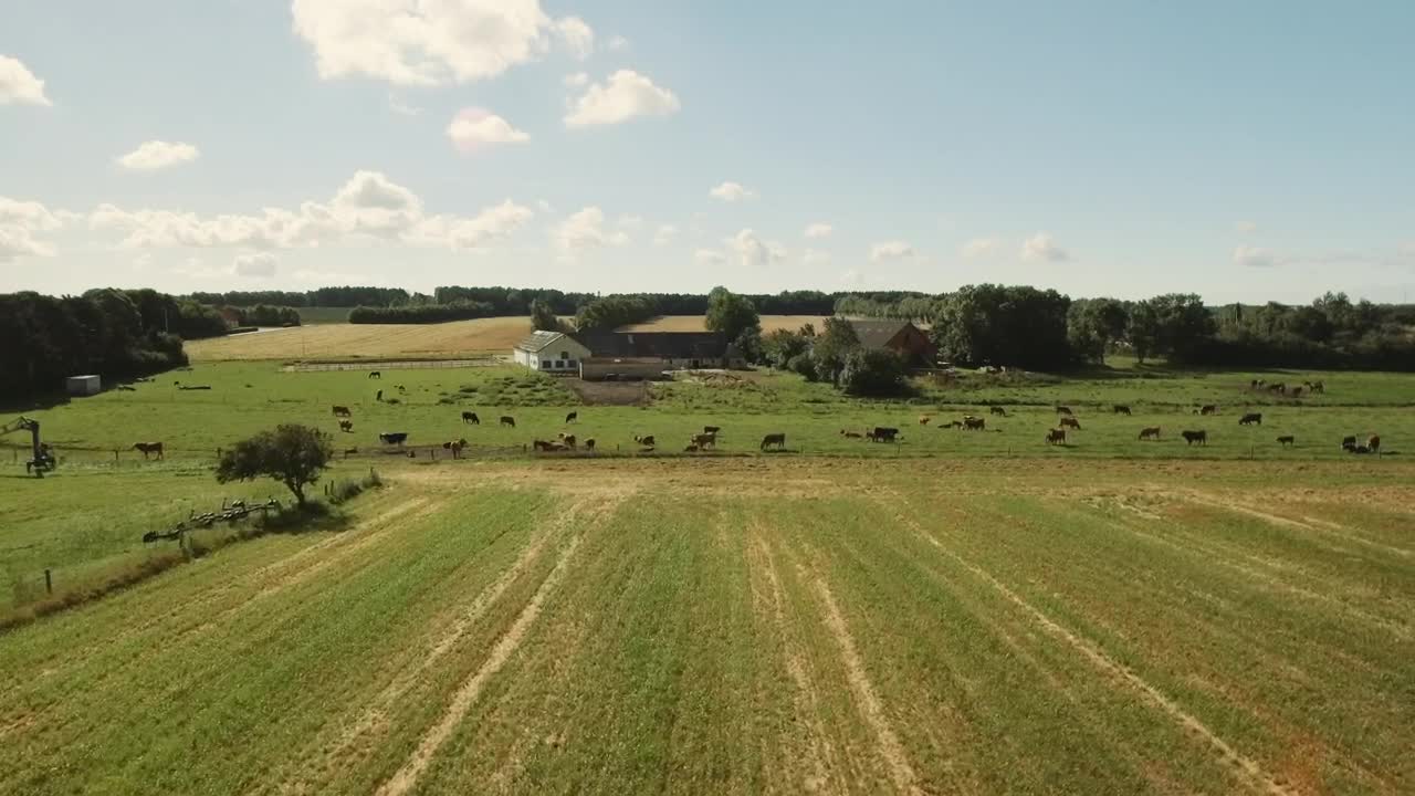 Stock Video Farm Animals In A Field Live Wallpaper For PC - Free Download