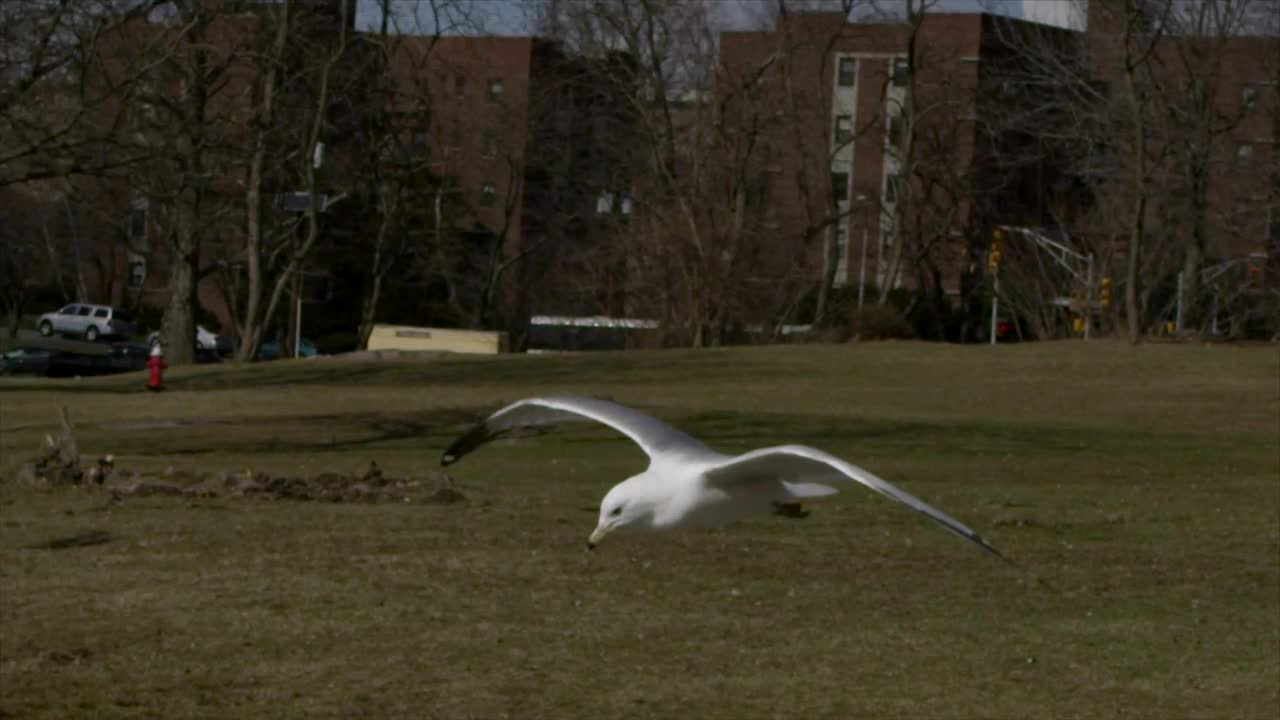 Free Stock Video Seagulls Fighting In A Park Live Wallpaper - Free Download