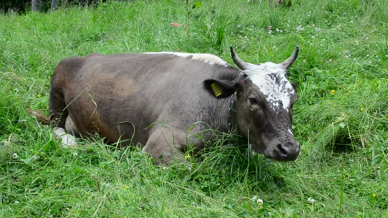 Stock Video Cow Laying Down In A Damp Field Live Wallpaper For PC - Free Download