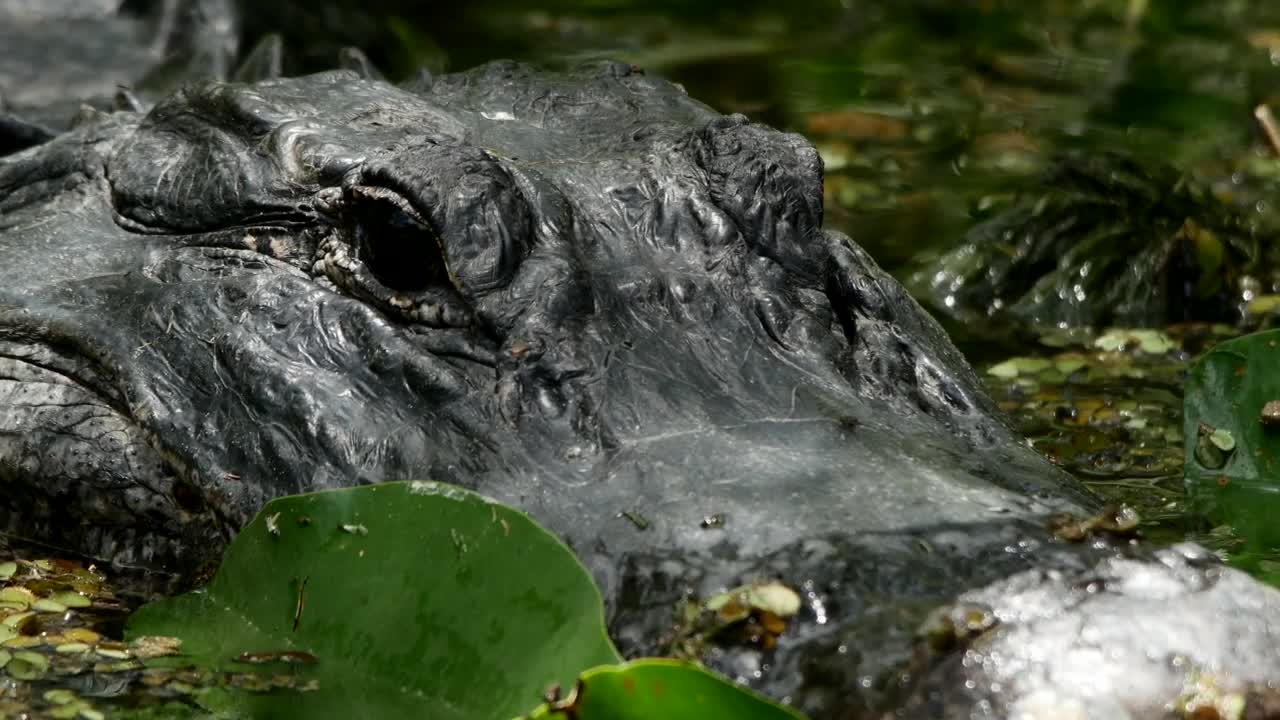 Video Stock Portrait To A Crocodile In A Swamp Live Wallpaper Free - Free Download