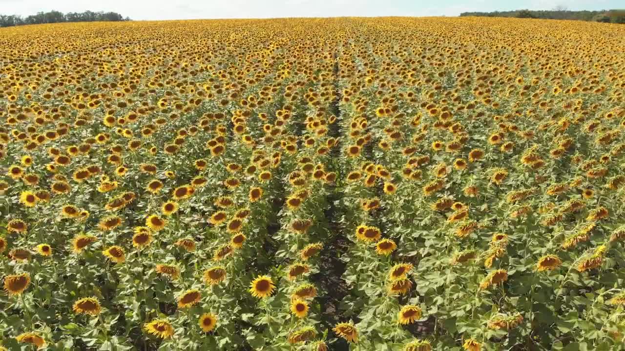 Free Video Stock Sunflower Field Waving With The Wind Live Wallpaper - Free Download