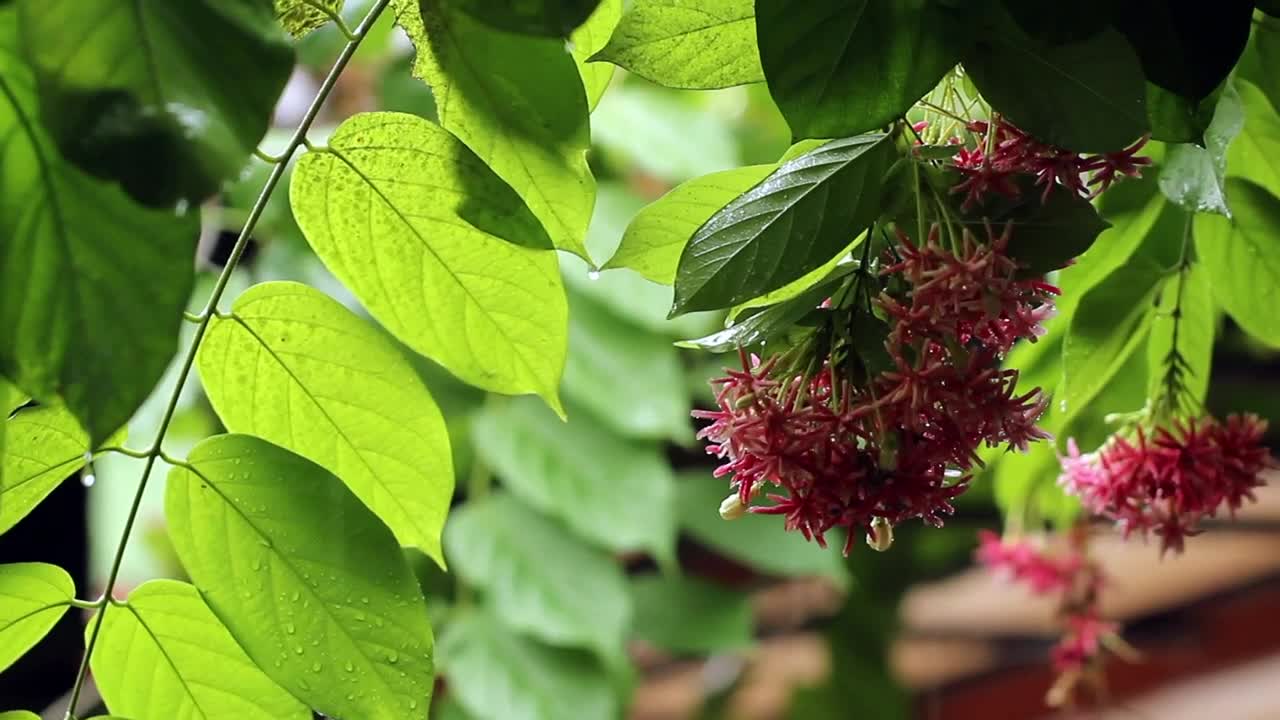 Stock Video Downpour Over A Garden Live Wallpaper For PC - Free Download